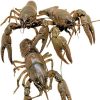 Toledo Goldfish Live Crayfish for Ponds, Aquariums or Tanks – USA Born and Raised –
