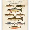 Vintage North American Trout Fish No.11 Wall Art Print - 11x14 UNFRAMED Antique Decor