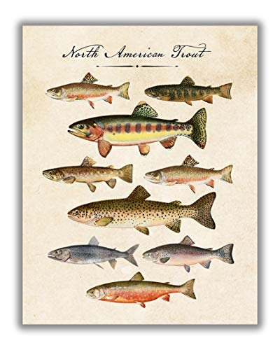 Vintage North American Trout Fish No.11 Wall Art Print - 11x14 UNFRAMED Antique Decor