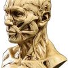 Zumllex 4-Inch Portable Human Model Craft Anatomy Skull Head Muscle Bone Medical