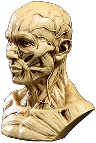 Zumllex 4-Inch Portable Human Model Craft Anatomy Skull Head Muscle Bone Medical